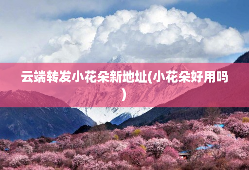 云端转发小花朵新地址(小花朵好用吗)