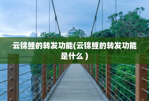 云锦鲤的转发功能(云锦鲤的转发功能是什么 )