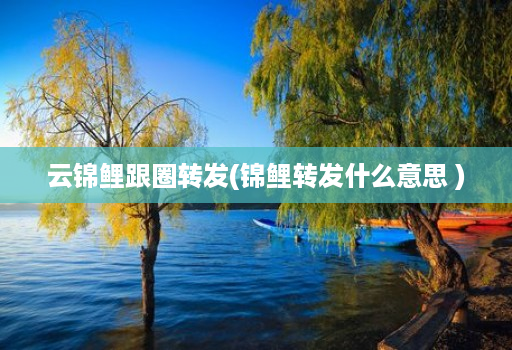 云锦鲤跟圈转发(锦鲤转发什么意思 )